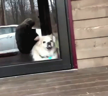 A Dog Is Looking Out Of A Sliding Glass Door While A Cat Sits Behind It GIF