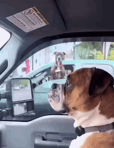A Dog Is Looking Out The Window Of A Car With A Warning Label On The Visor GIF
