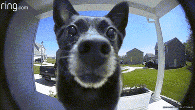 A Dog Is Looking Through A Doorbell With Ring.com Written On The Bottom GIF