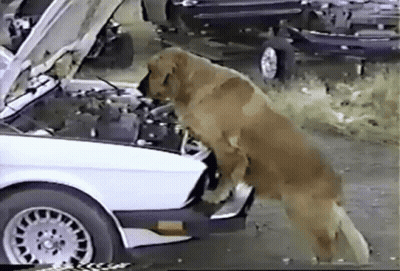 A Dog Is Looking Under The Hood Of A White Car GIF
