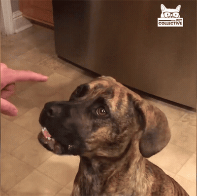 A Dog Is Looking Up At A Person 'S Finger With The Word Collective On The Bottom Right GIF