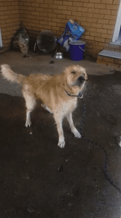 A Dog Is On A Leash In Front Of A Bag Of Pet Food GIF