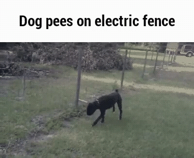 A Dog Is Peeing On An Electric Fence In A Yard . GIF