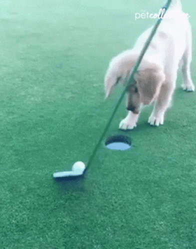 A Dog Is Playing Golf With A Golf Club And Ball On A Golf Course . GIF