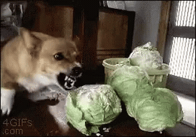 A Dog Is Playing With A Bunch Of Cabbage In A 4Gifs .Com Image GIF