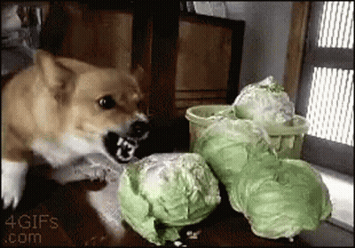 A Dog Is Playing With A Bunch Of Cabbage In A 4Gifs .Com Image GIF