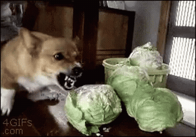 A Dog Is Playing With A Bunch Of Cabbage On A Table GIF
