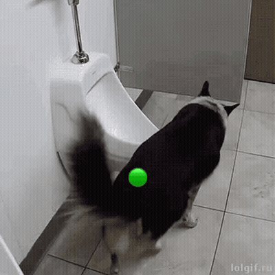 A Dog Is Playing With A Green Ball In Front Of A Urinal GIF