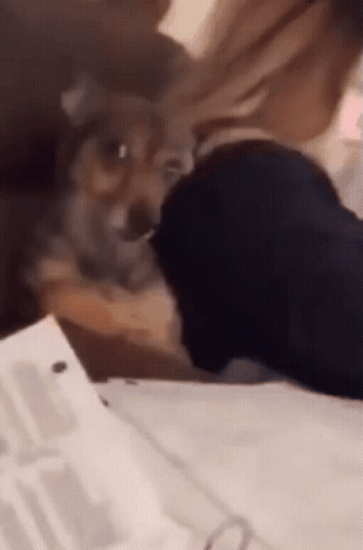 A Dog Is Playing With A Person 'S Foot On A Table . GIF