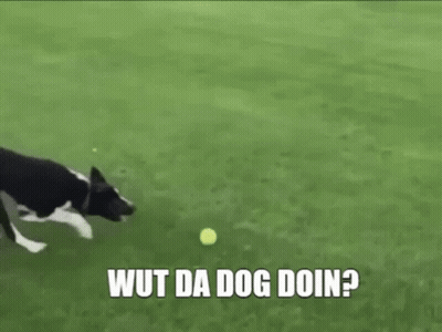 A Dog Is Playing With A Tennis Ball On A Lush Green Field . GIF