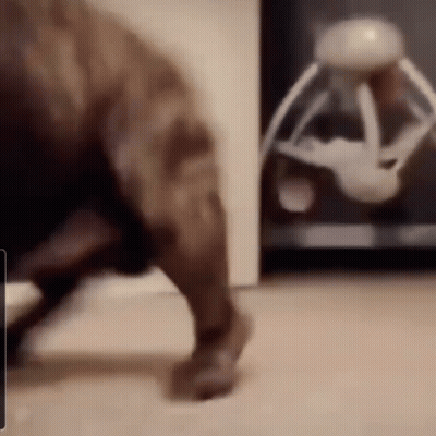A Dog Is Playing With A Toy That Looks Like A Dinosaur . GIF