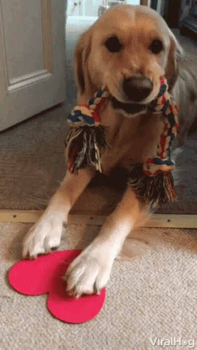 A Dog Is Playing With A Toy That Looks Like A Heart Shaped Shoe GIF