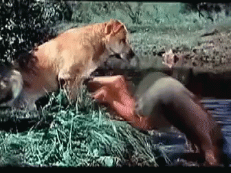 A Dog Is Playing With A Woman In A Field GIF