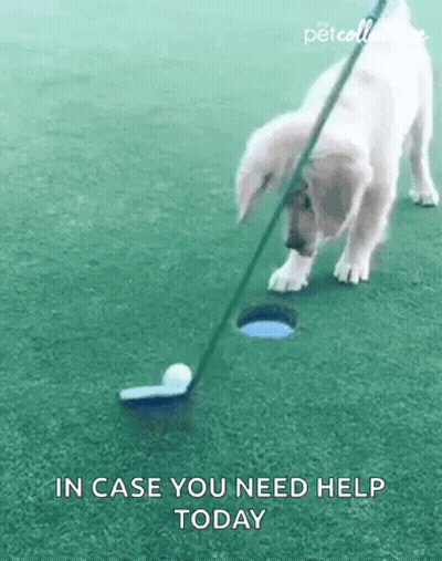 A Dog Is Putting A Golf Ball Into A Hole With A Golf Club . GIF