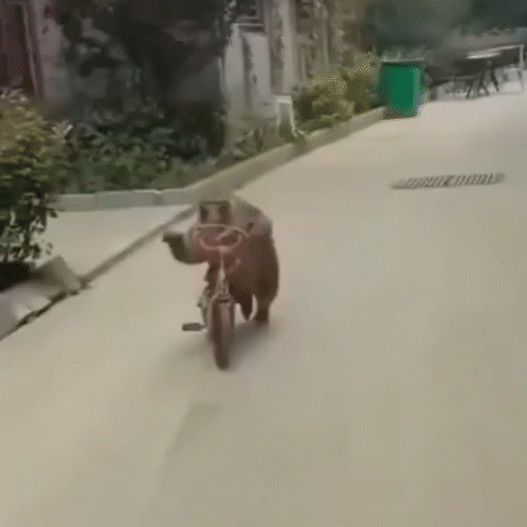 A Dog Is Riding A Bike Down A Street . GIF
