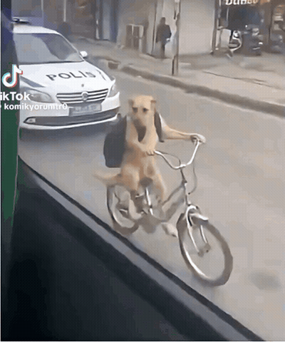 A Dog Is Riding A Bike In Front Of A White Police Car GIF