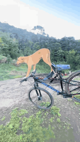 A Dog Is Riding A Bike With A Sticker On Its Back That Says ' A ' GIF