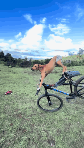 A Dog Is Riding A Bike With The Word Trek On The Front GIF