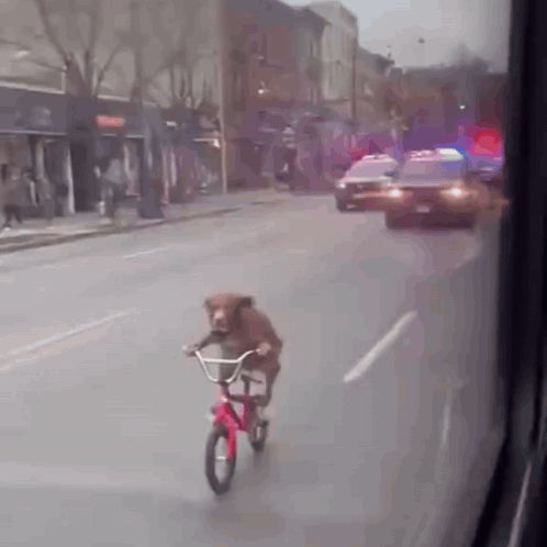 A Dog Is Riding A Red Bike Down A City Street GIF