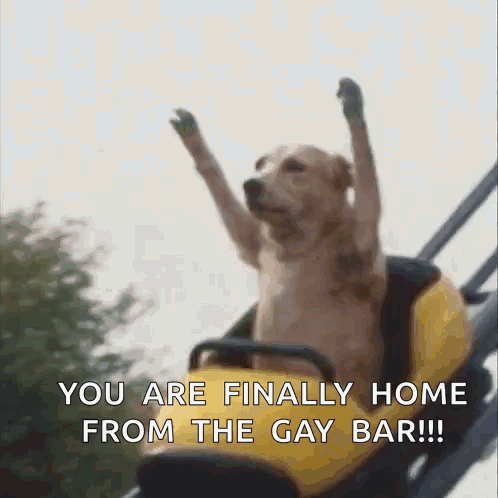 A Dog Is Riding A Roller Coaster And Says You Are Finally Home From The Gay Bar !! GIF