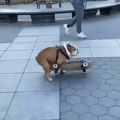 A Dog Is Riding A Skateboard On A Sidewalk GIF