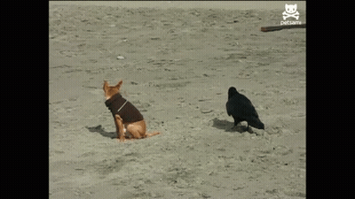 A Dog Is Running Away From A Crow On A Beach With A Skull And Crossbones Logo On The Bottom Right GIF