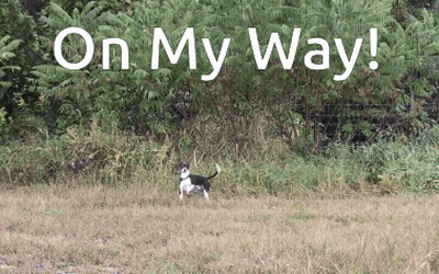 A Dog Is Running In A Field With The Words On My Way Written Above It GIF