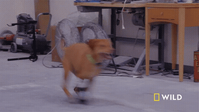 A Dog Is Running In A Room With The Word Wild On The Bottom Right GIF