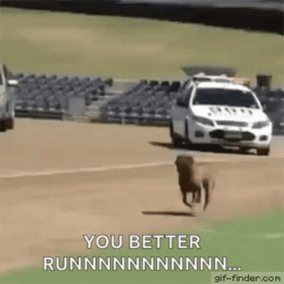 A Dog Is Running In Front Of A Police Car On A Race Track . GIF