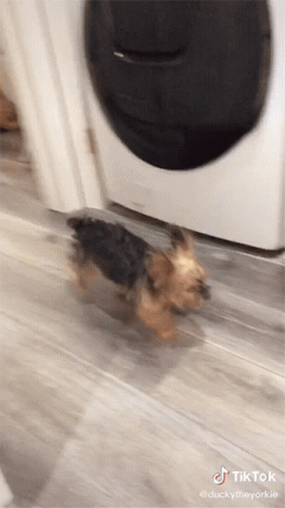 A Dog Is Running In Front Of A Washing Machine With Tiktok Written On The Bottom Of The Screen GIF