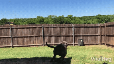 A Dog Is Running In Front Of A Wooden Fence With The Words Viralhog On The Bottom GIF