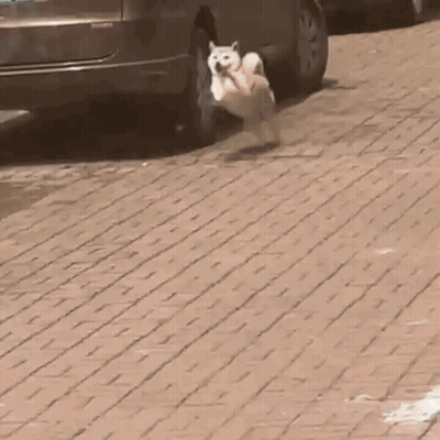 A Dog Is Running On A Sidewalk Next To A Car . GIF