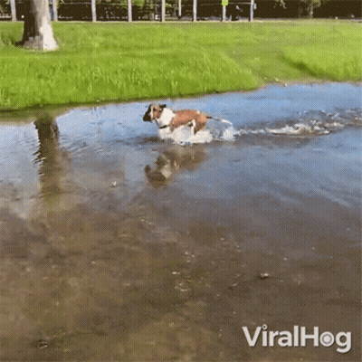 A Dog Is Running Through A Puddle Of Water With Viralhog Written On The Bottom Right GIF