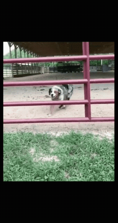 A Dog Is Running Through A Red Fence In A Field GIF