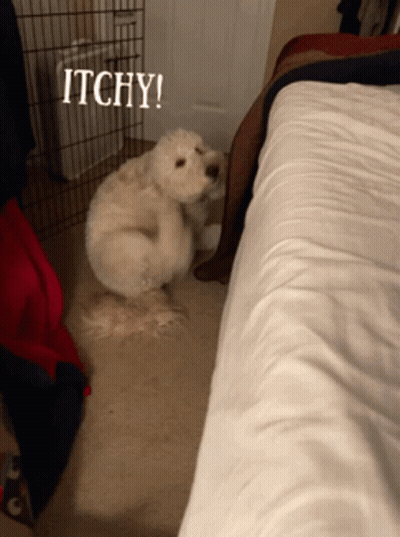 A Dog Is Scratching Itself With The Words Itchy Written Above It GIF