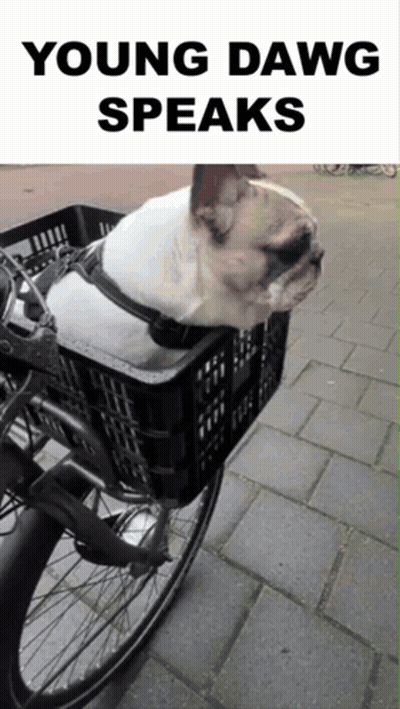 A Dog Is Sitting In A Basket On A Bike With The Words Young Dawg Speaks Above It GIF