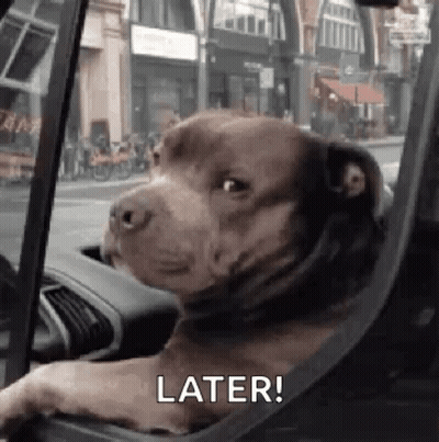 A Dog Is Sitting In A Car And Looking Out The Window . GIF