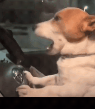A Dog Is Sitting In A Car With Its Mouth Open . GIF
