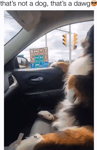 A Dog Is Sitting In A Car With The Caption That 'S Not A Dog GIF