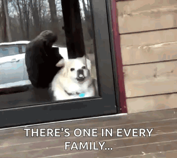 A Dog Is Sitting In A Doorway With The Words " There 'S One In Every Family " GIF
