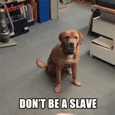 A Dog Is Sitting In A Room With The Words " Do N't Be A Slave " GIF