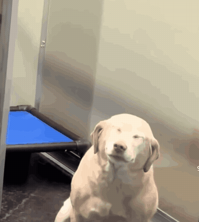 A Dog Is Sitting In Front Of A Blue Kennel GIF