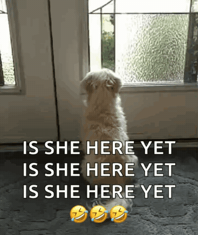 A Dog Is Sitting In Front Of A Door With A Caption That Says Is She Here Yet GIF