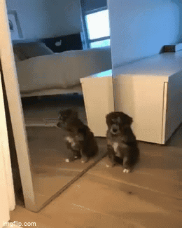 A Dog Is Sitting In Front Of A Mirror And Looking At Itself GIF