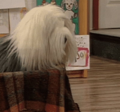 A Dog Is Sitting In Front Of A Sign That Says " Say " GIF