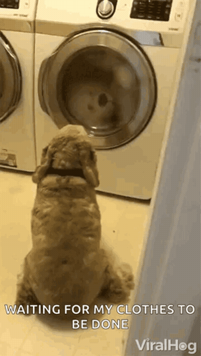 A Dog Is Sitting In Front Of A Washing Machine Waiting For It To Be Done . GIF