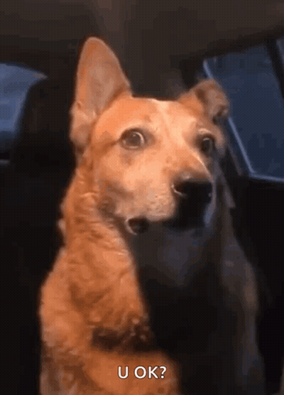 A Dog Is Sitting In The Back Seat Of A Car And Asking If U Ok . GIF