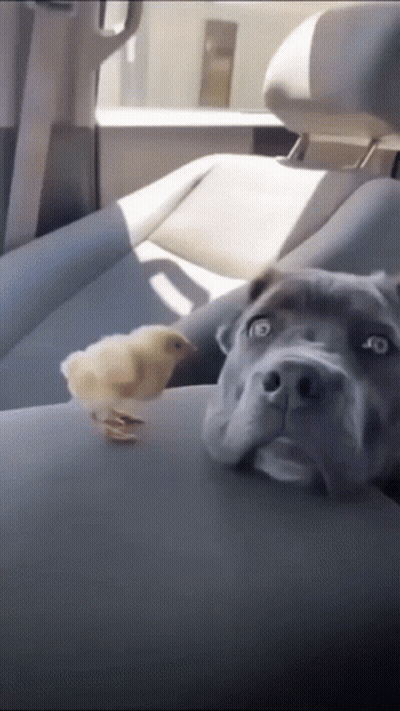 A Dog Is Sitting In The Back Seat Of A Car Next To A Small Chicken GIF