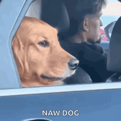 A Dog Is Sitting In The Back Seat Of A Car With A Man . GIF