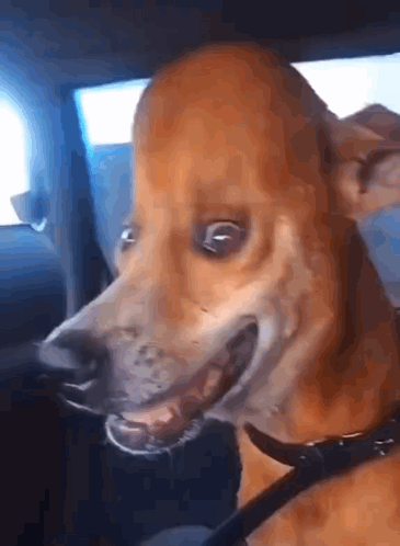 A Dog Is Sitting In The Back Seat Of A Car With Its Mouth Open . GIF